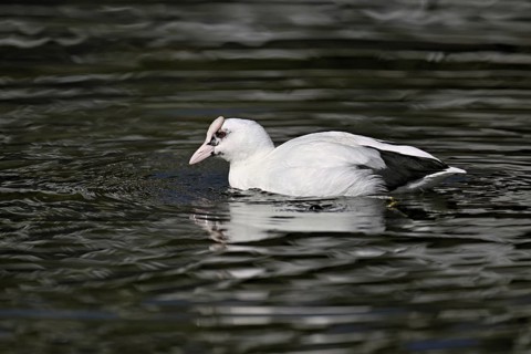 Eurasian Coot (Fulica atra), leucistic, partly albino, swimming, Lake Zug, Switzerland
