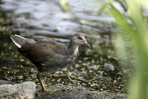 Green-footed moorhen (Gallinula chloropus), female, Lower Rhine, North Rhine-Westphalia, Germany