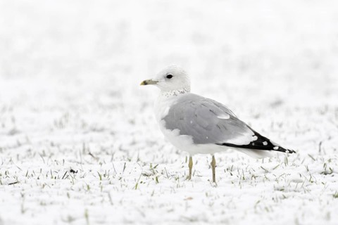 Mew Gull (Larus canus) in winter inland, sitting, resting on snow-covered farmland, white bird on