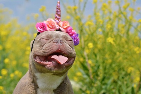 Funny French Bulldog dog with closed eyes and pink unicorn headband and tongue sticking out in