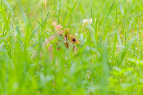 A European hamster (Cricetus cricetus) collects herbs, grass and daisies in a fresh green meadow