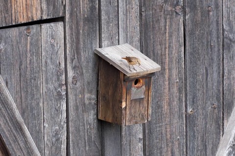 A redstart (Phoenicurus phoenicurus) female stands on a birdhouse and has insects in her beak,