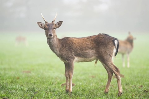 European fallow deer (dama dama) buck standing on a meadow on a foggy day in autumn, Bavaria,