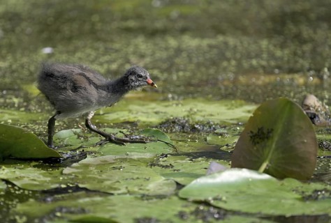 Green-footed moorhen (Gallinula chloropus), chick running over water plants, Lower Rhine, North
