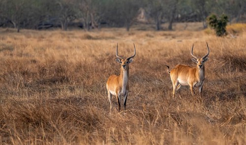 Letschwe or lychee moor antelope (Kobus leche), two animals in dry grass in the evening light,