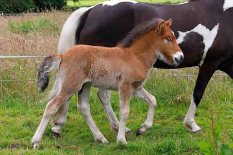 Icelandic horses (Equus islandicus), foal running next to mare in a meadow, colt, animal child,