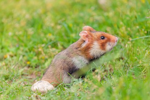 A European hamster (Cricetus cricetus) leaves his burrow