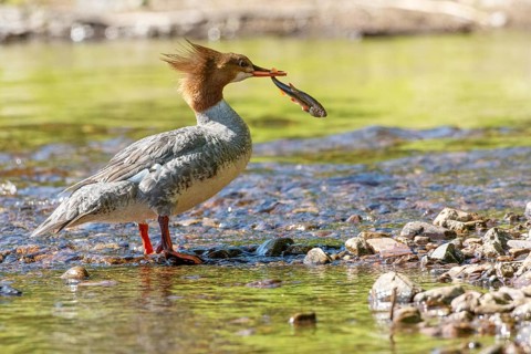 Common merganser (mergus merganser), Female catching a fish, La Mauricie national park. Province of