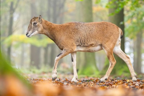 European mouflon (Ovis aries musimon) sheep (female) walking in a forest in autumn, Bavaria,