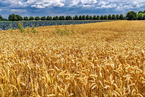 Agriculture, fields, wheat on the right, cabbage cultivation on the left, red cabbage, near Kempen