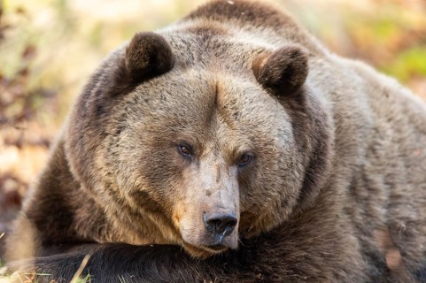 Eurasian Brown Bear (Ursus arctos arctos) lying in a forest, portrait, Bavaria, Germany