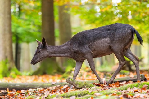 European fallow deer (dama dama) doe walking in a forest on a foggy day in autumn, Bavaria, Germany