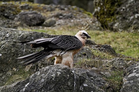 Bearded vulture or lammergeier (Gypaetus barbatus), standing on rock, captive, Canton Schwyz,