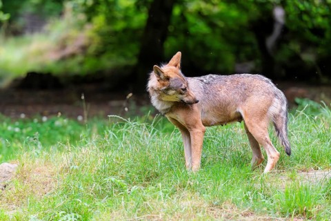 A female gray wolf (Canis lupus lupus) stands on the edge of the forest on a cloudy day catching