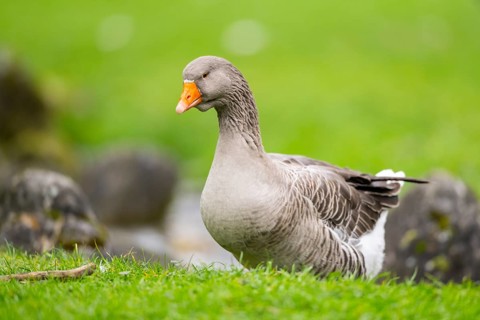Greylag goose (Anser anser) walking on a meadow, Bavaria, Germany