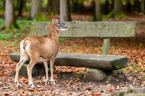 European mouflon (Ovis aries musimon) sheep (female) standing in a forest in front of a bench in