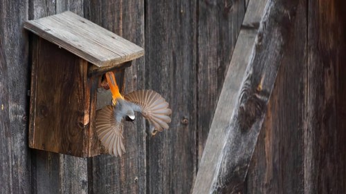 A redstart (Phoenicurus phoenicurus) male takes off from the entrance of a birdhouse, animal photo,