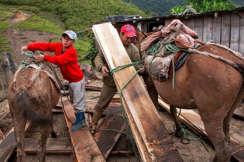 Draft horses and man, Man unloading a draft horse loaded with planks, Imbabura province, Ecuador,