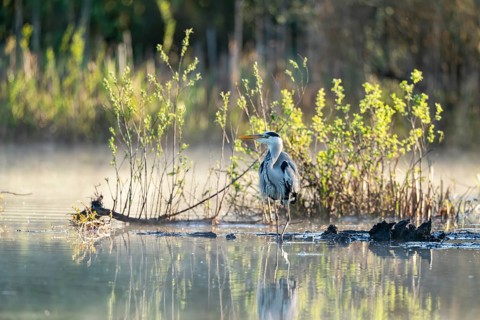 Grey heron (Ardea cinerea), Vulkaneifel, Rhineland-Palatinate, Germany