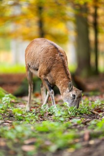 European mouflon (Ovis aries musimon) sheep (female) standing in a forest in autumn, Bavaria,