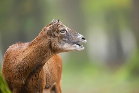 European mouflon (Ovis aries musimon) sheep (female) standing in a forest in autumn, portrait,