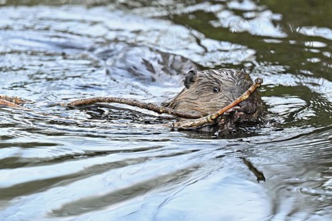 Eurasian beaver, European beaver (Castor fibre), swimming in a stream with a branch in its mouth,