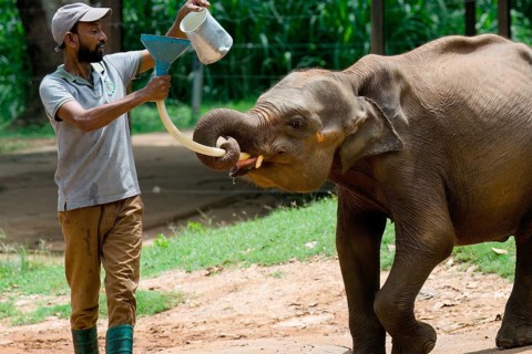 Orphaned Baby elephant being fed with milk by a caretaker, Pinnawala Elephant Orphanage,