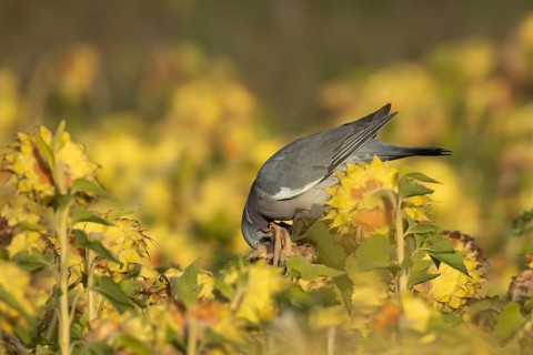 Wood pigeon (Columba palumbus) adult bird feeding on sunflower seedheads, England, United Kingdom