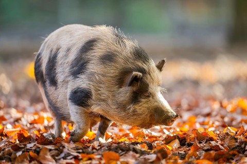 Vietnamese Pot-bellied pig in autumn, Bavaria, Germany