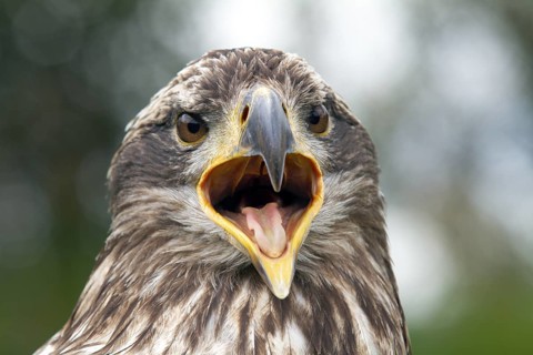 Black chested buzzard, Geranoaetus melanoleucus, Immature female perched on a tree, Open beak,