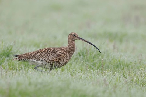 In wet and damp meadows... Eurasian curlew (Numenius arquata), characteristic meadow limnicole,