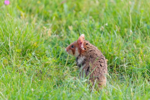 A European hamster (Cricetus cricetus) sits in a green meadow on a cloudy day