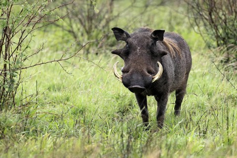 Warthog (Phacochoerus africanus), adult, male, foraging, alert, Kruger, Kruger National Park, South