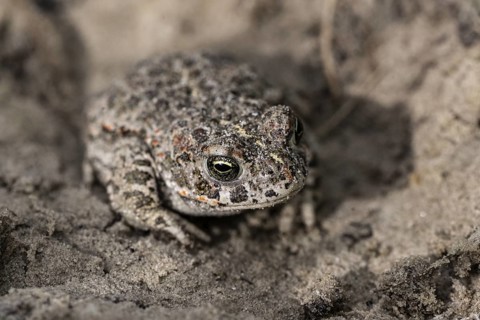 Natterjack toad (Epidalea calamita), Emsland, Lower Saxony, Germany
