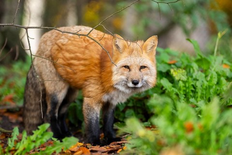 Red fox (Vulpes vulpes) standing in a forest in autumn, Bavaria, Germany