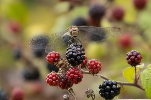 Common darter dragonfly (Sympetrum striolatum) adult insect resting on blackberries fruit in