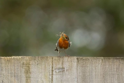 European robin (Erithacus rubecula) adult bird on an urban garden fence with nesting material in