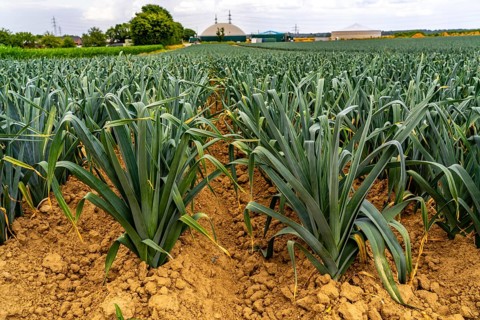 Agriculture, field with leeks, leek, shortly in front of harvest, near Nettetal, on the Lower