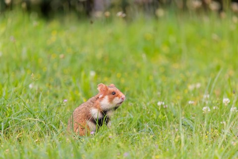 A European hamster (Cricetus cricetus) collects herbs, grass and daisies in a fresh green meadow