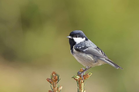 Fir tit (Parus ater), sitting on the top of a young spruce, European spruce (Picea abies),