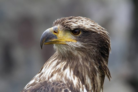 Black chested buzzard, Geranoaetus melanoleucus, Immature female perched on a tree, Close-up,