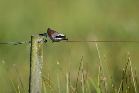 Red-backed shrike (Lanius collurio), Emsland, Lower Saxony, Germany