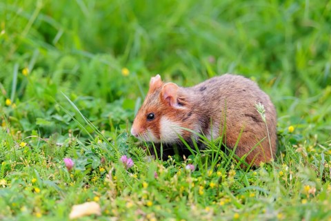 A European hamster (Cricetus cricetus) collects herbs, grass and daisies in a fresh green meadow