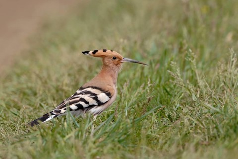 By the wayside... Hoopoe (Upupa epops) sitting on the ground in the grass looking for food,
