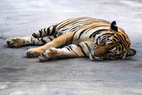 Tiger (Panthera tigris) Pattaya Thailand