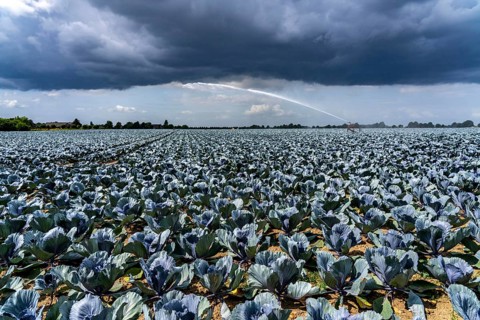 Agriculture, artificial irrigation of a field, irrigation system, cabbage cultivation, red cabbage,