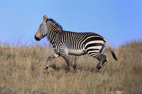 Cape Mountain Zebra (Equus zebra zebra), adult, running, foraging, Mountain Zebra National Park,