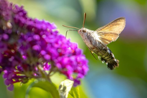 Dove tail (Macroglossum stellatarum) drinking from flowers of the summer lilac (Buddleja davidii),