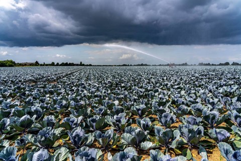 Agriculture, artificial irrigation of a field, irrigation system, cabbage cultivation, red cabbage,