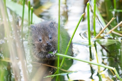 Water vole (Arvicola amphibius) adult animal feeding on a reed plant stem in a pond, England,